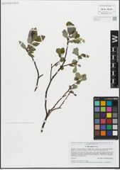 Foto von Salix glabra Scop.